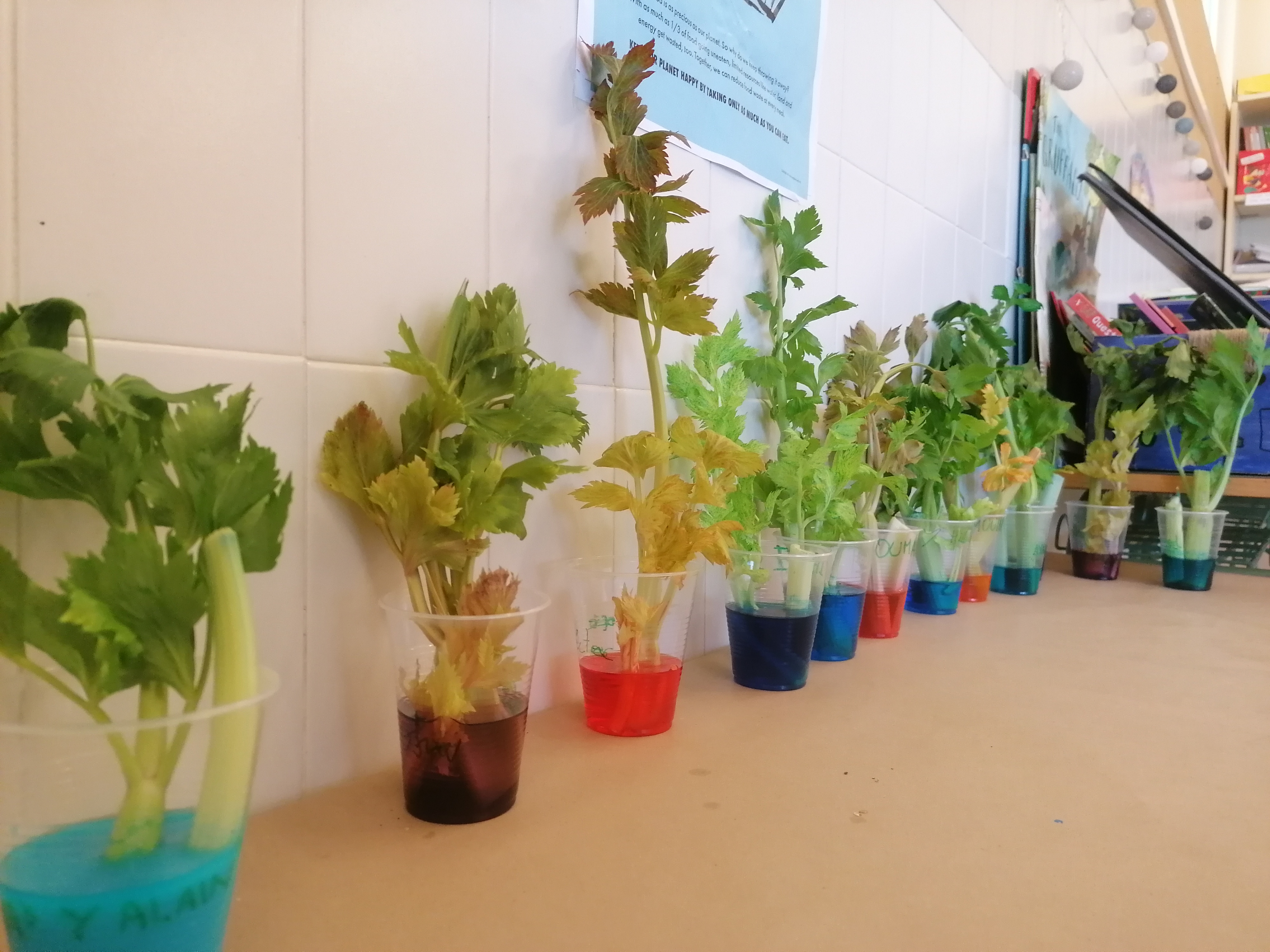 SCIENCE EXPERIMENT - Nutrition and transport in plants